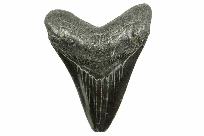 Juvenile Megalodon Tooth - South Carolina #375960